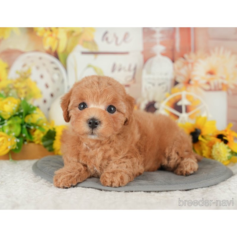 販売中の東京都のミックス犬-398561の8枚目