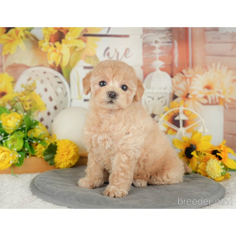 販売中の東京都のミックス犬-398557の8枚目