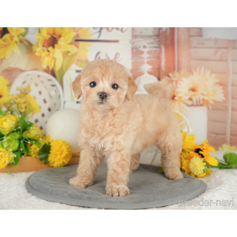 販売中の東京都のミックス犬-398557の3枚目
