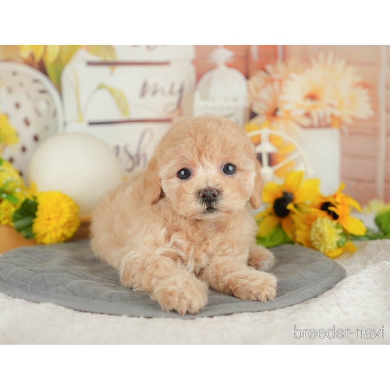 販売中の東京都のミックス犬-398557の4枚目