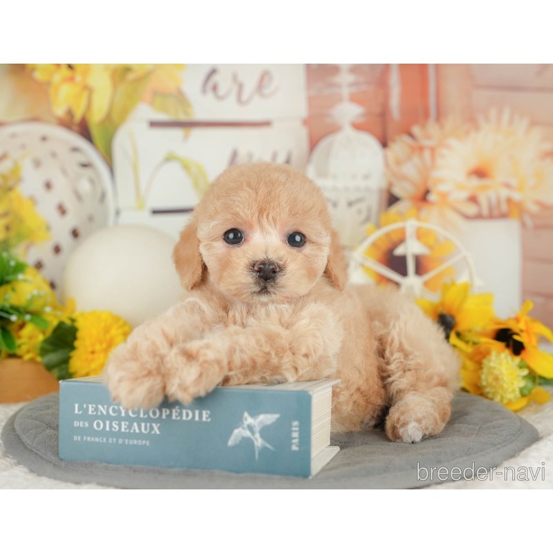 販売中の東京都のミックス犬-398557の5枚目