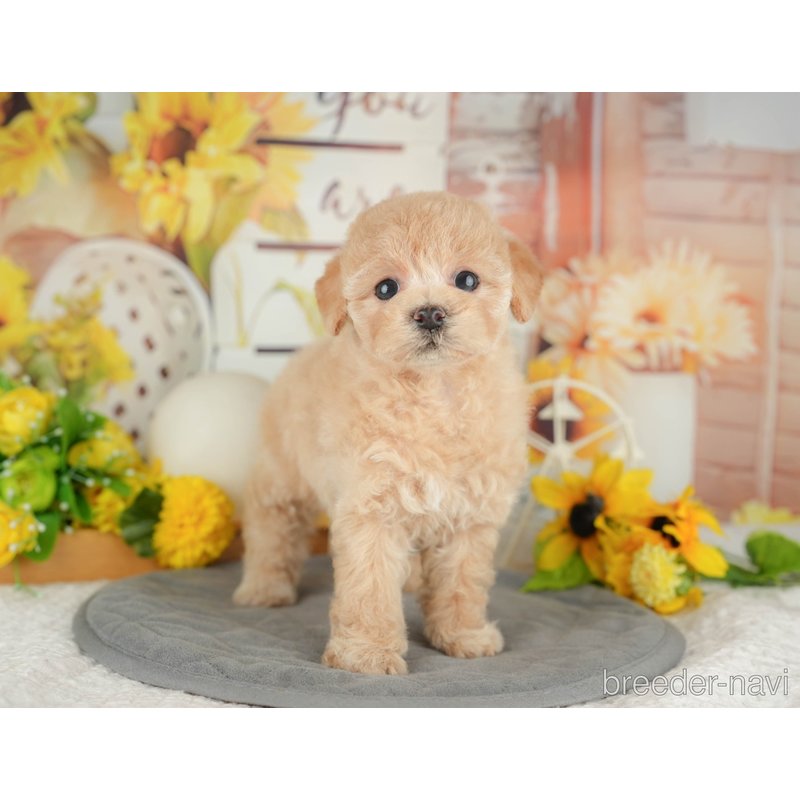 販売中の東京都のミックス犬-398557の6枚目