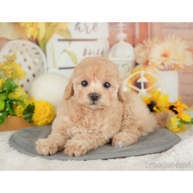販売中の東京都のミックス犬-398557の7枚目