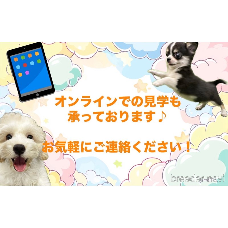 販売中の栃木県のマルプー:マルチーズ×トイプードル-398480の10枚目