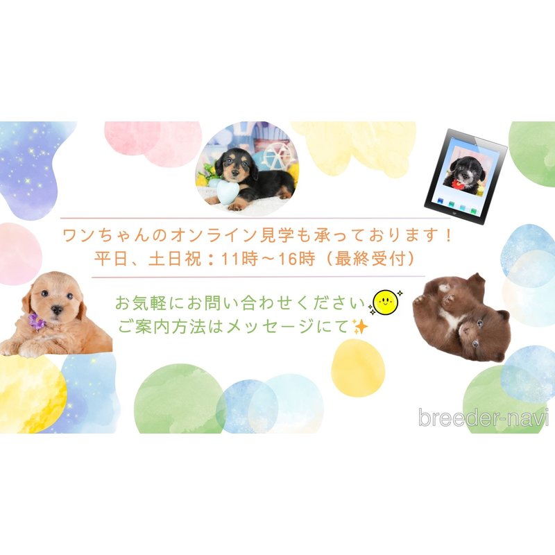販売中の東京都のトイプードル-399233の10枚目