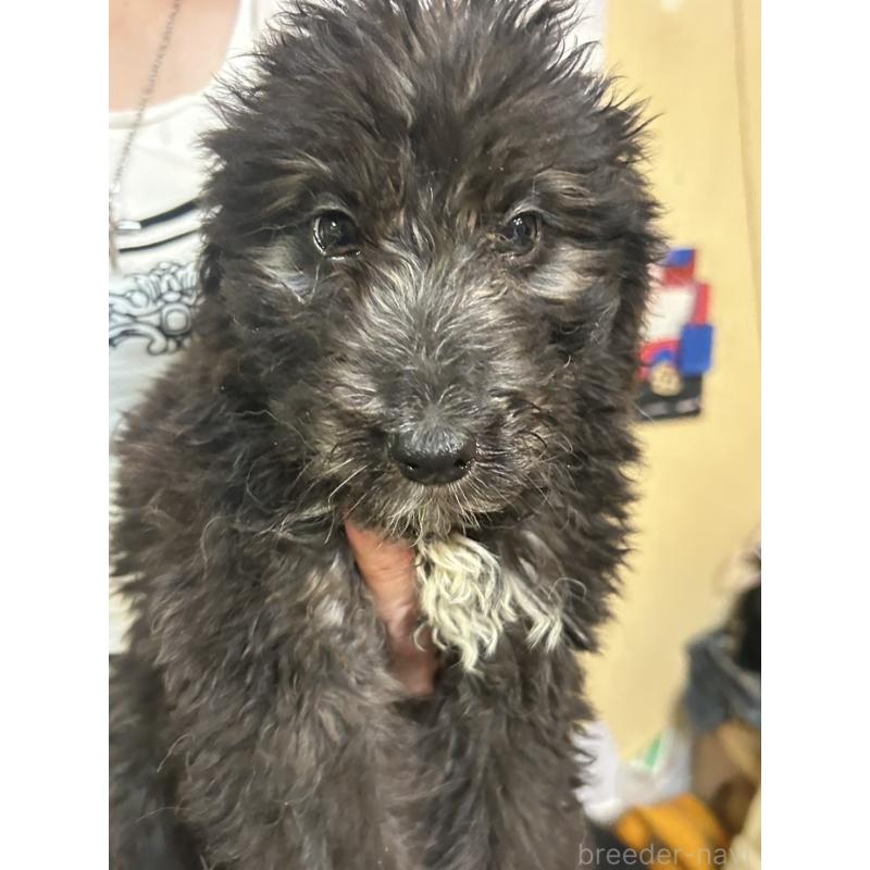 販売中の兵庫県のミックス犬-398068