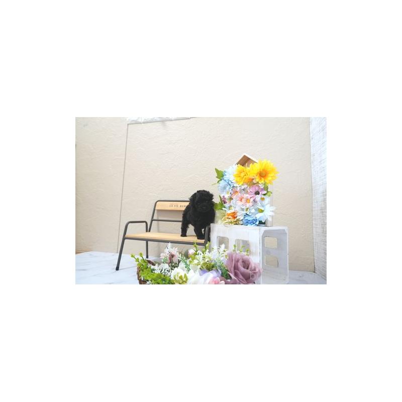 販売中の滋賀県のトイプードル-398073の2枚目