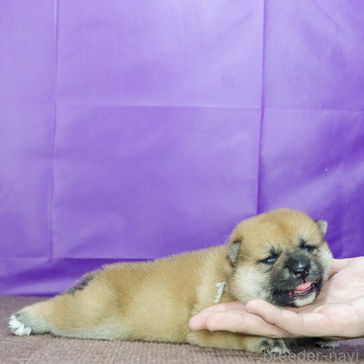 販売中の愛知県の柴犬-398205の3枚目