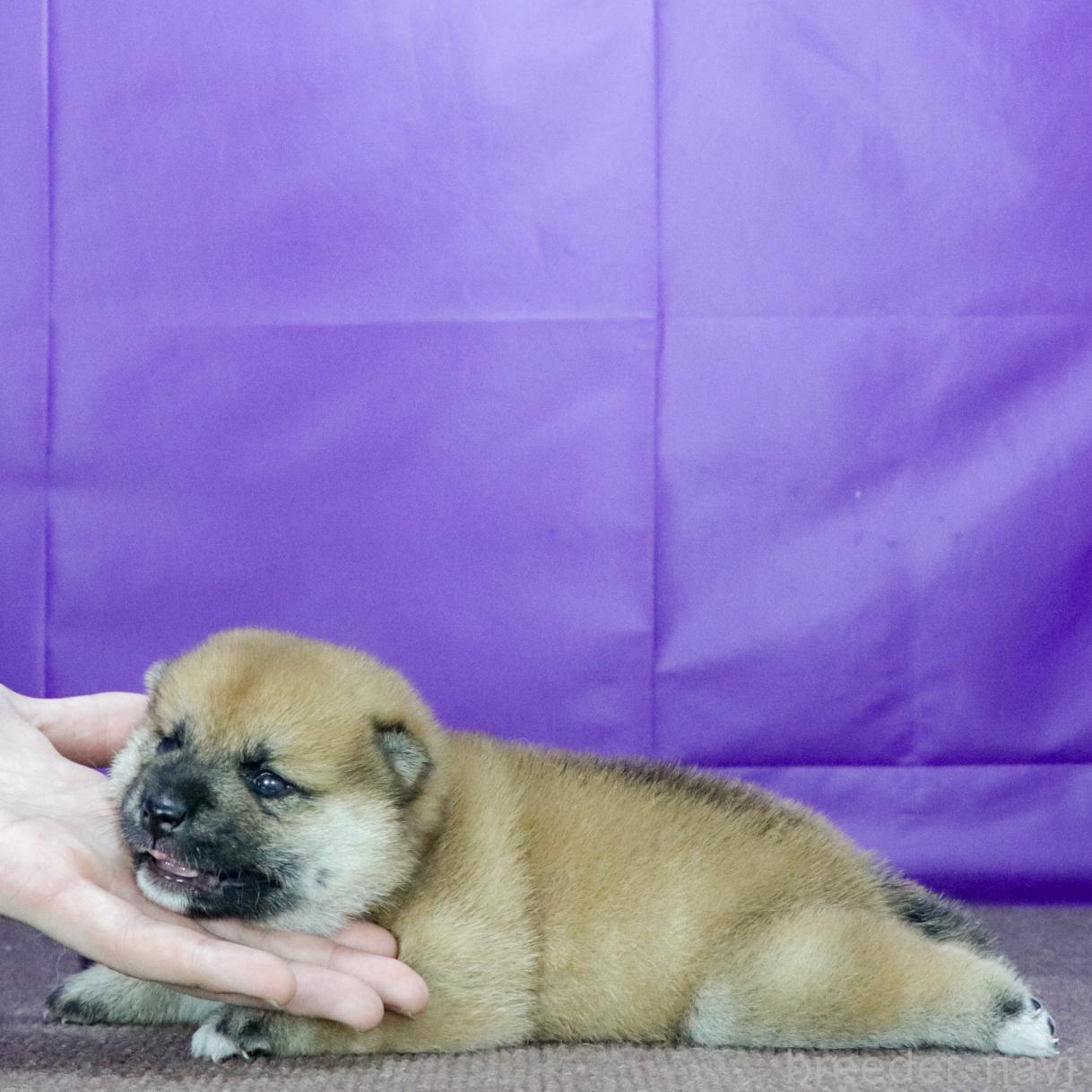 販売中の愛知県の柴犬-398205の2枚目