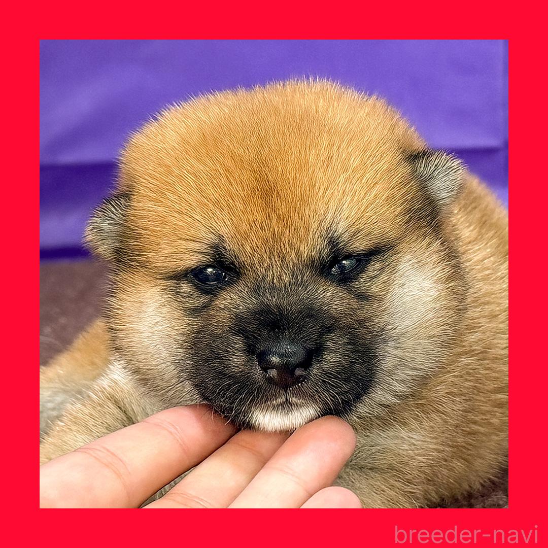 販売中の愛知県の柴犬-398205の1枚目