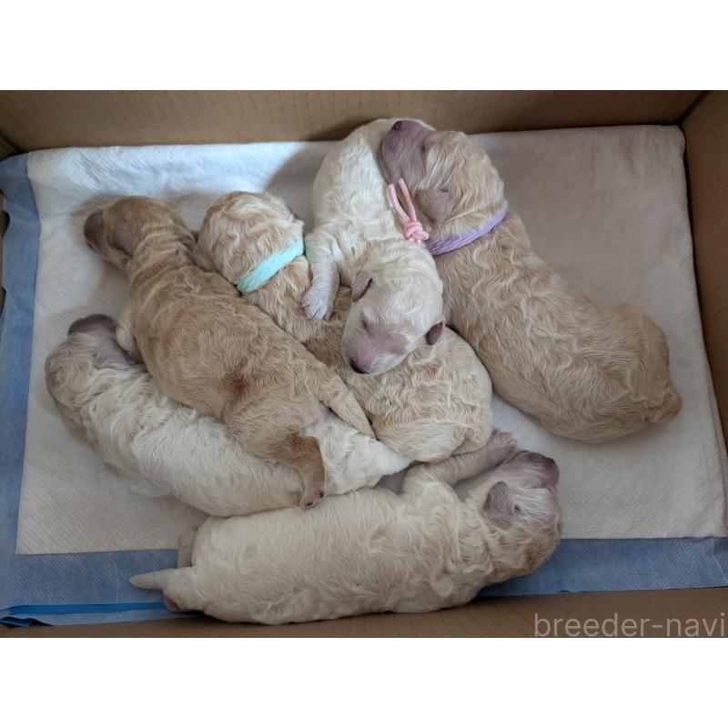 販売中の千葉県のミディアムプードル-398246の2枚目