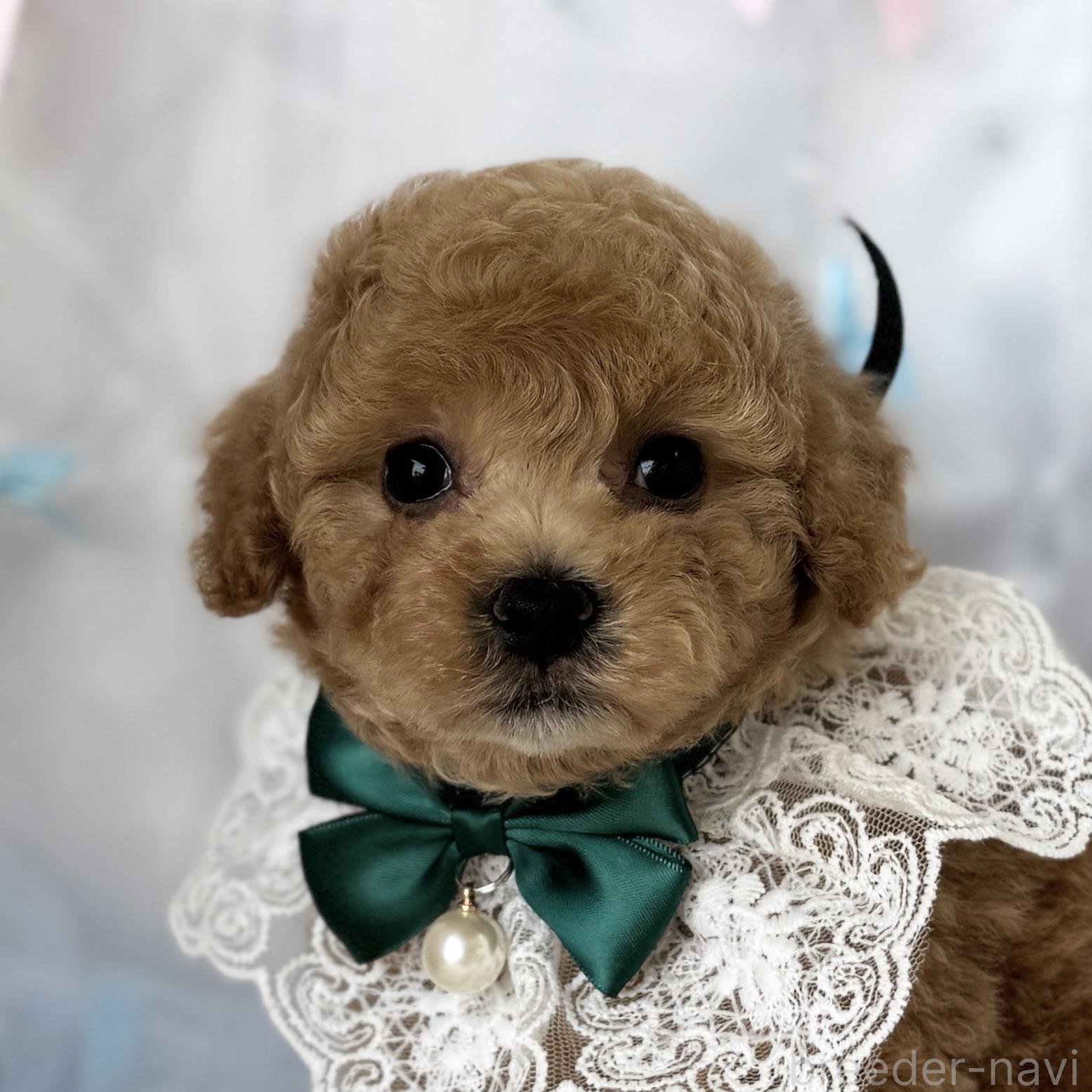 販売中の愛知県のビションプー:ビションフリーゼ×トイプードル-398250