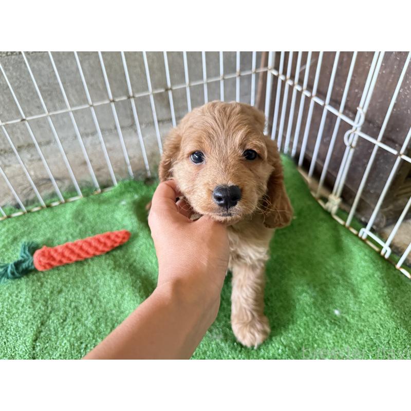販売中の岐阜県のコッカプー:アメリカンコッカースパニエル×トイプードル-398260の3枚目
