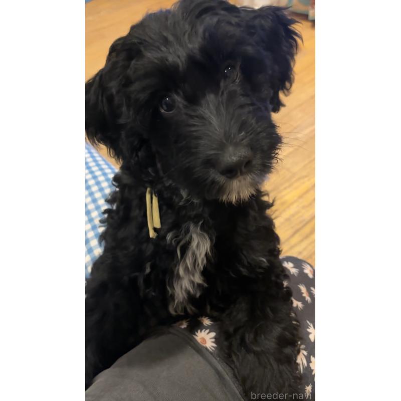 販売中の茨城県のミックス犬-386003