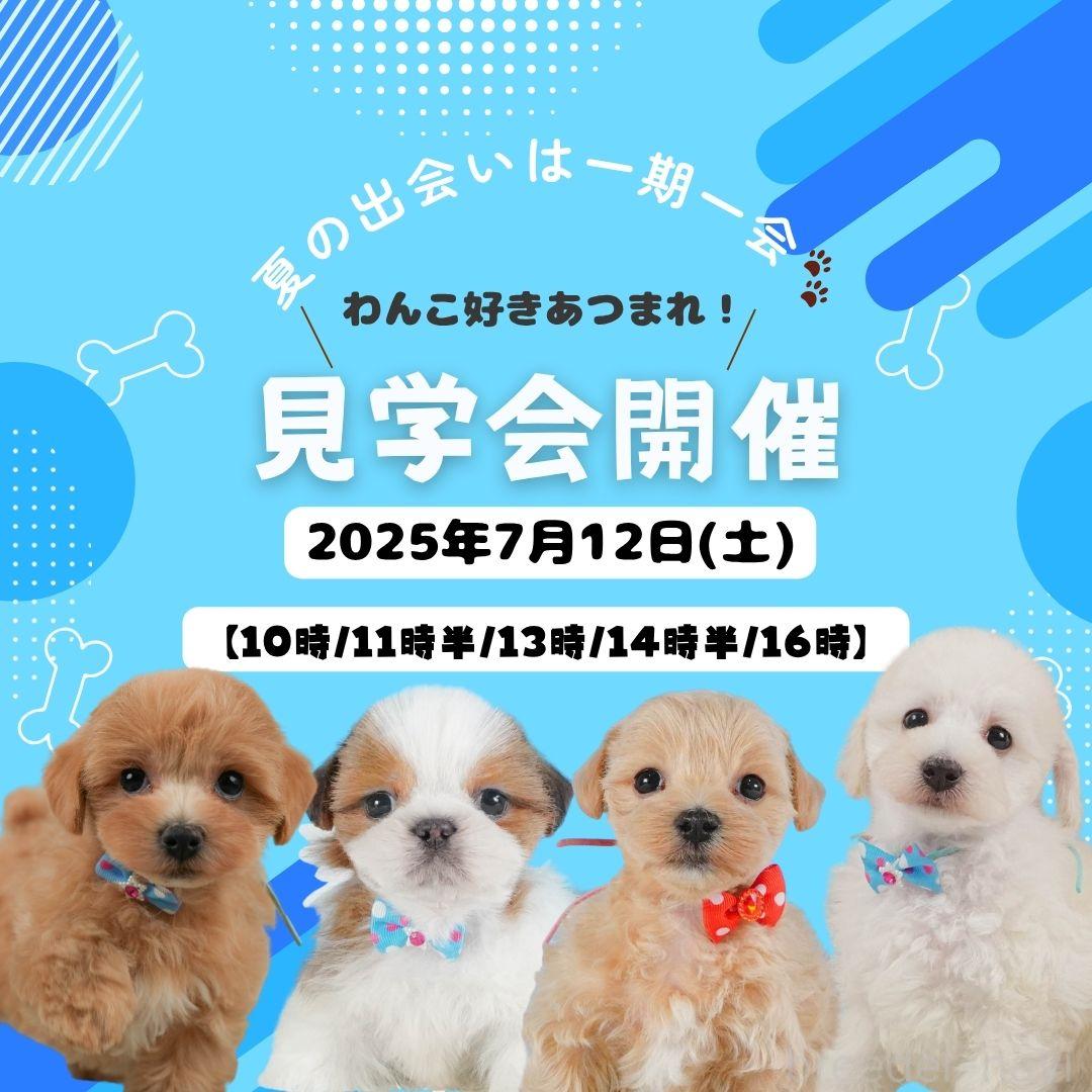 販売中の静岡県のミニチュアダックスフンド(ロングヘアード)-388738の3枚目