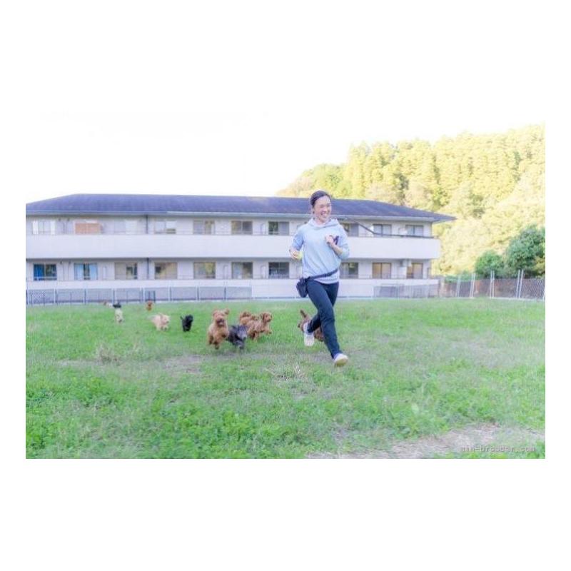 販売中の千葉県のシーズー-398277の2枚目