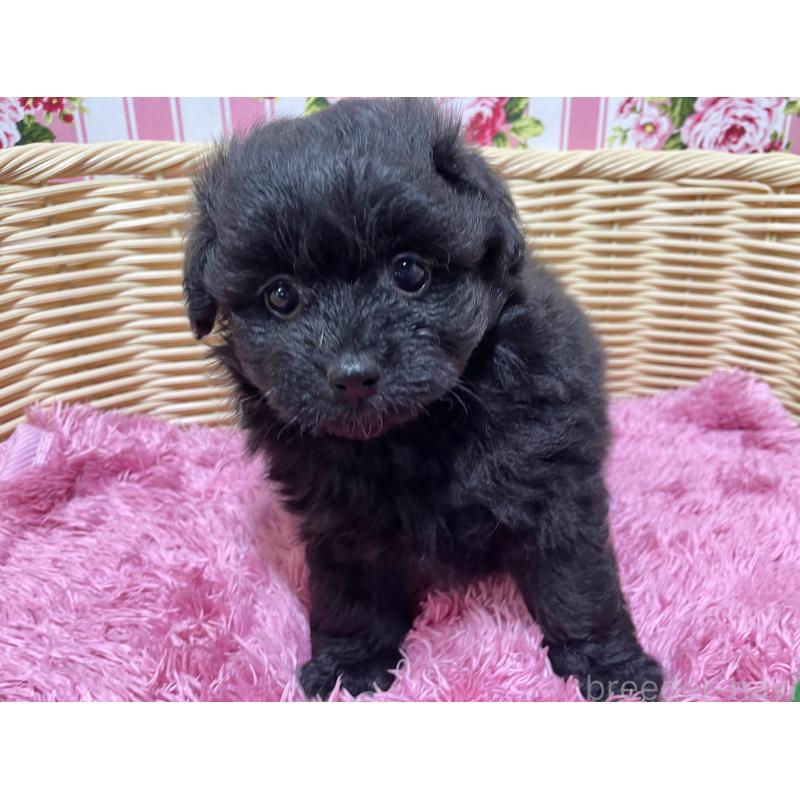 販売中の秋田県のポメプー:ポメラニアン×トイプードル-398286の7枚目