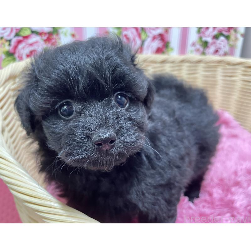 販売中の秋田県のポメプー:ポメラニアン×トイプードル-398286の1枚目