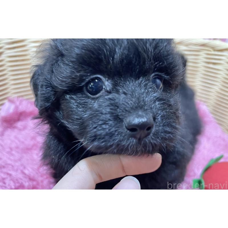 販売中の秋田県のポメプー:ポメラニアン×トイプードル-398286の5枚目