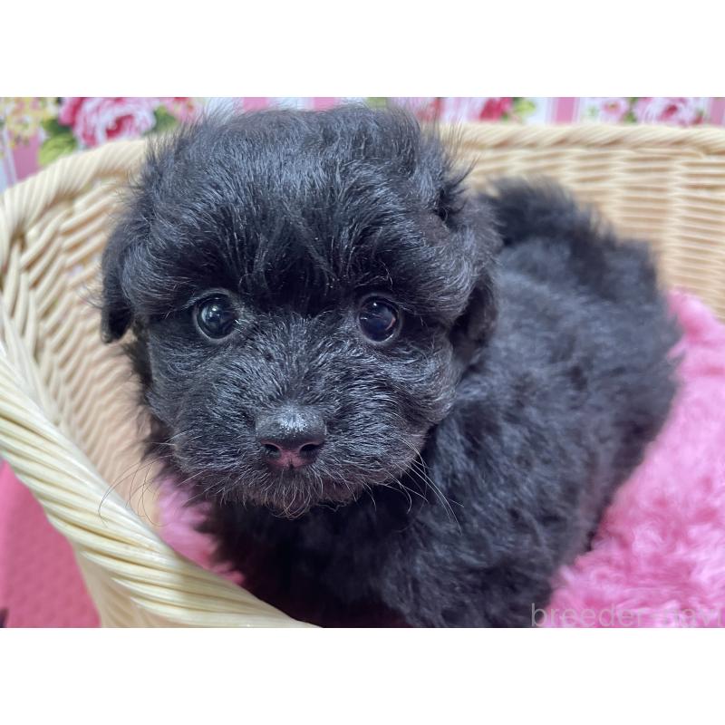 販売中の秋田県のポメプー:ポメラニアン×トイプードル-398286の4枚目