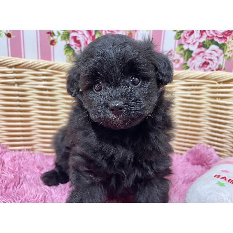 販売中の秋田県のポメプー:ポメラニアン×トイプードル-398285の7枚目