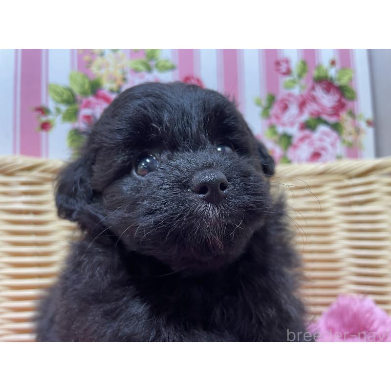 販売中の秋田県のポメプー:ポメラニアン×トイプードル-398285の4枚目