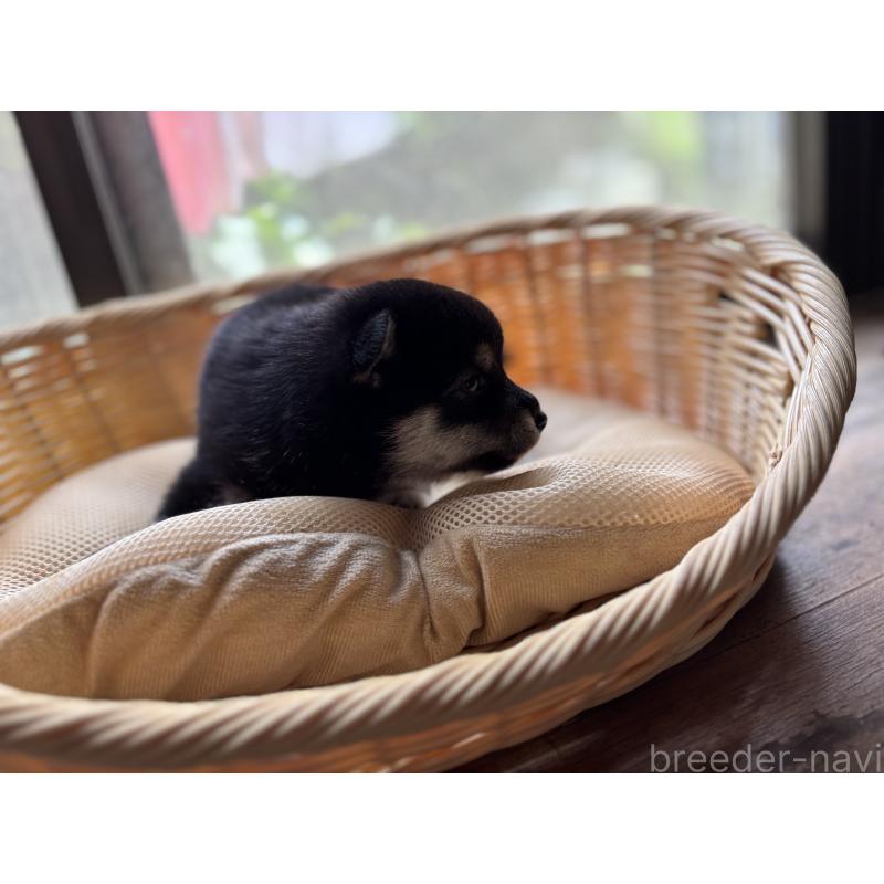 販売中の千葉県の柴犬-398279の3枚目
