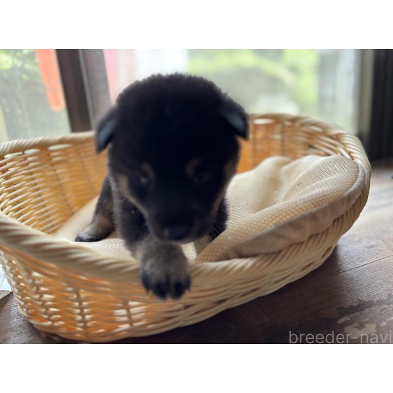 販売中の千葉県の柴犬-398280の3枚目