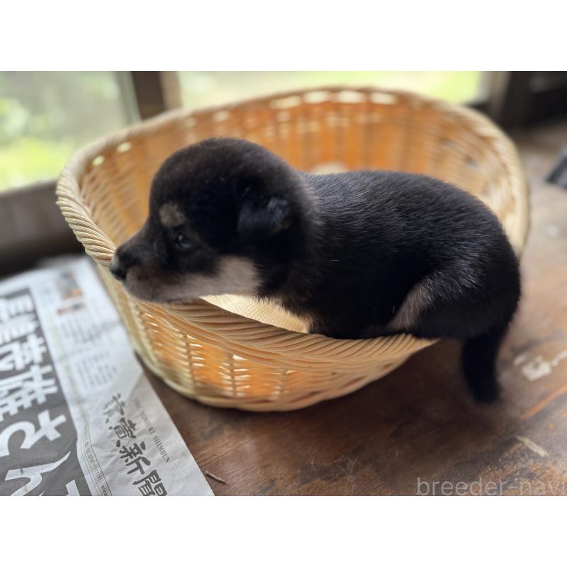 販売中の千葉県の柴犬-398281の3枚目