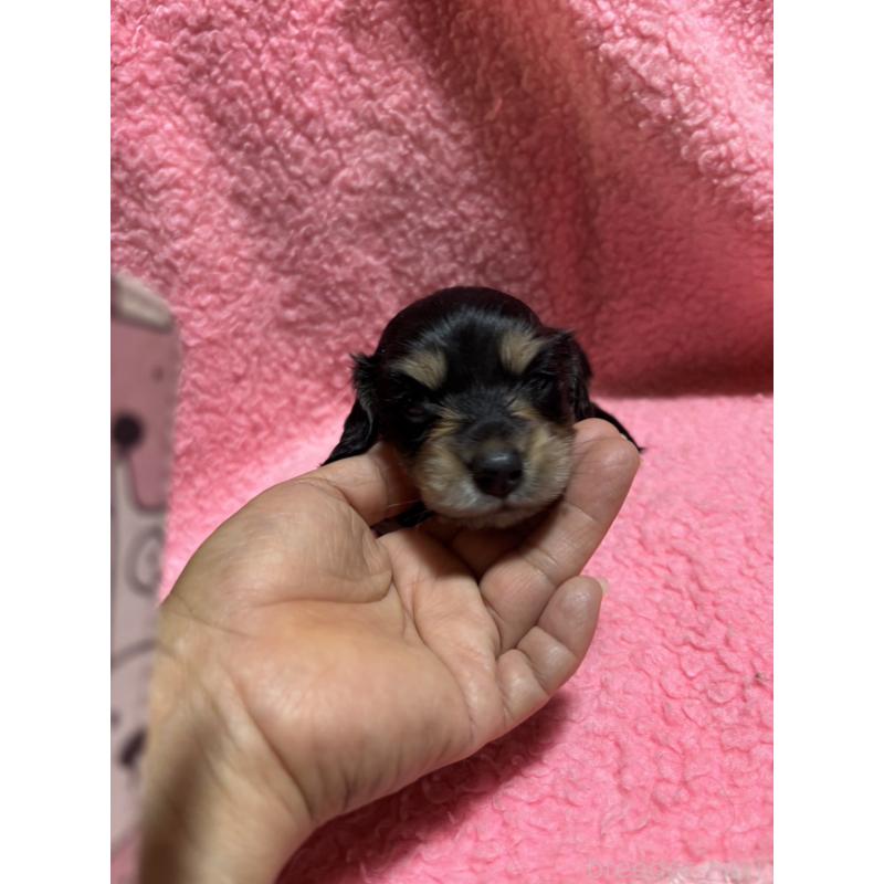 販売中の大分県のカニンヘンダックスフンド(ロングヘアード)-398295の5枚目