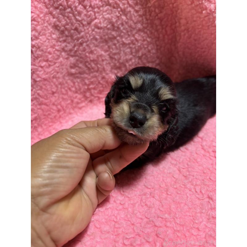 販売中の大分県のカニンヘンダックスフンド(ロングヘアード)-398295の3枚目