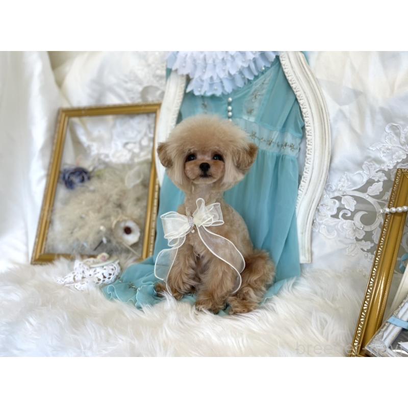 販売中の広島県のミックス犬-366230の3枚目