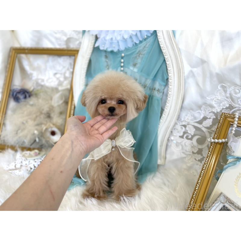販売中の広島県のミックス犬-366230の2枚目
