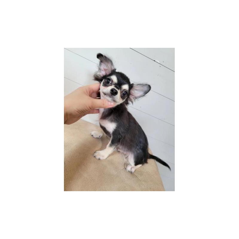 成約済の滋賀県のチワワ(ロングコート)-386168の2枚目