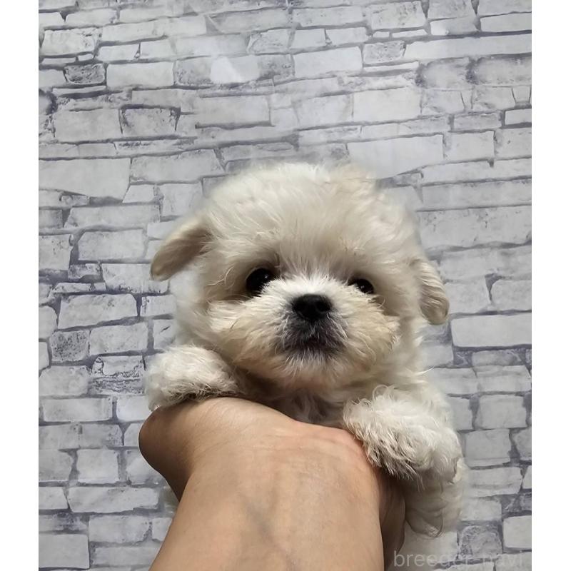 成約済の埼玉県のチワマル:チワワ×マルチーズ-396176の4枚目