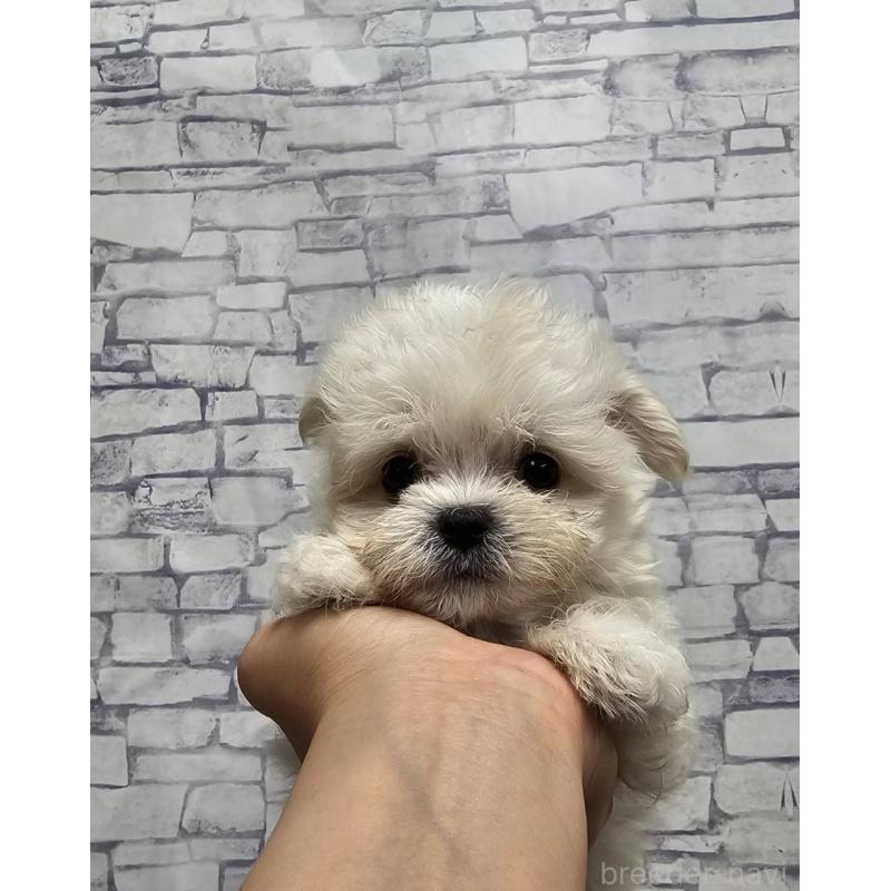 成約済の埼玉県のチワマル:チワワ×マルチーズ-396176の3枚目