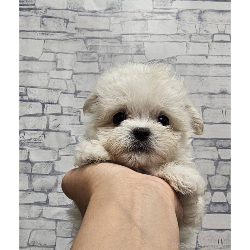 成約済の埼玉県のチワマル:チワワ×マルチーズ-396176の2枚目