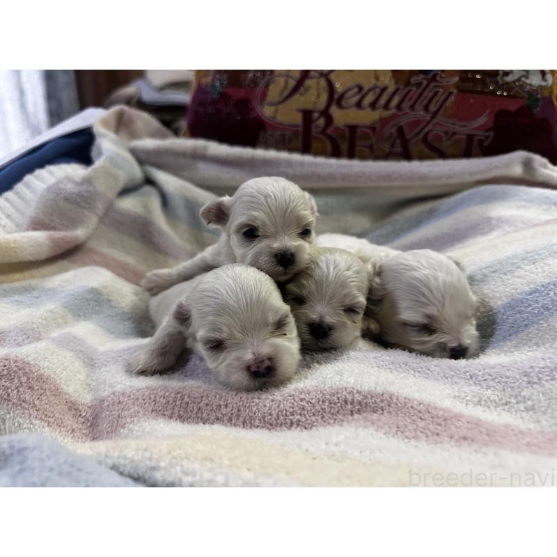 成約済の熊本県のマルチーズ-396520の4枚目