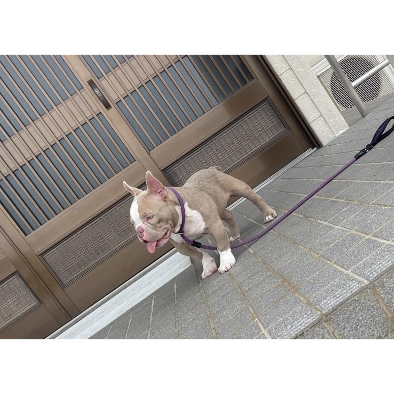 販売中の滋賀県のエキゾチックブリー-381618の2枚目