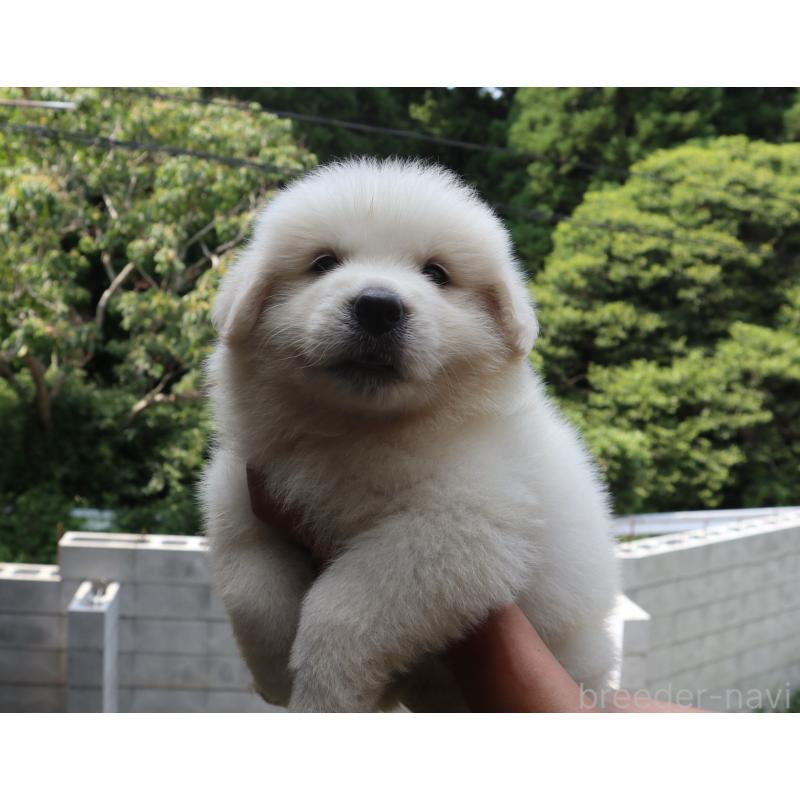 販売中の千葉県のグレートピレニーズ-398328の5枚目
