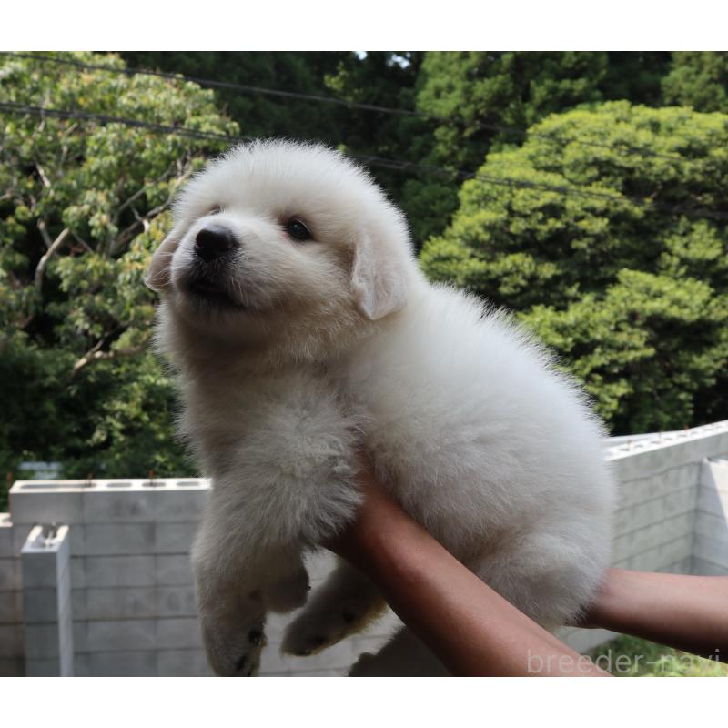 販売中の千葉県のグレートピレニーズ-398328の4枚目