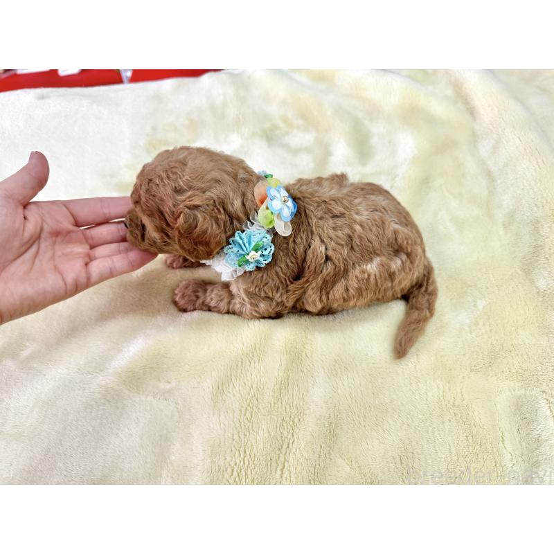 販売中の愛知県のトイプードル-398333の3枚目