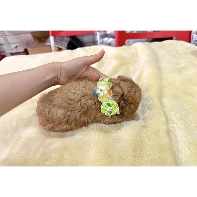 販売中の愛知県のトイプードル-398334の4枚目