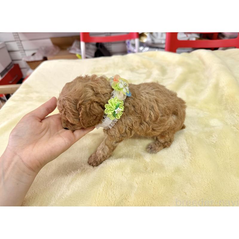 販売中の愛知県のトイプードル-398334の3枚目