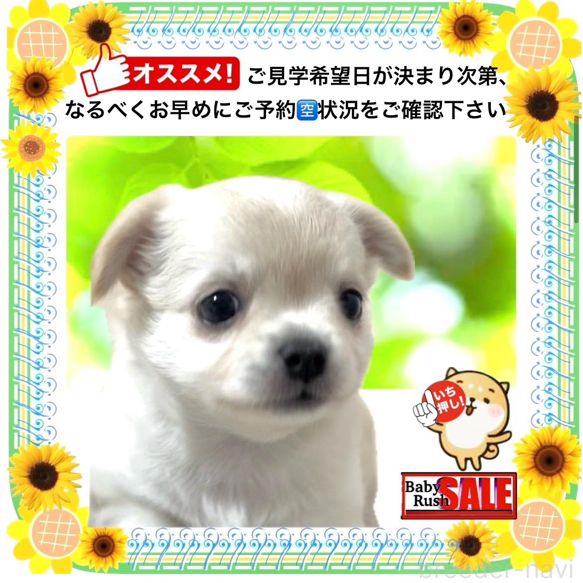 販売中の大阪府のチワワ(ロングコート)-398335の15枚目