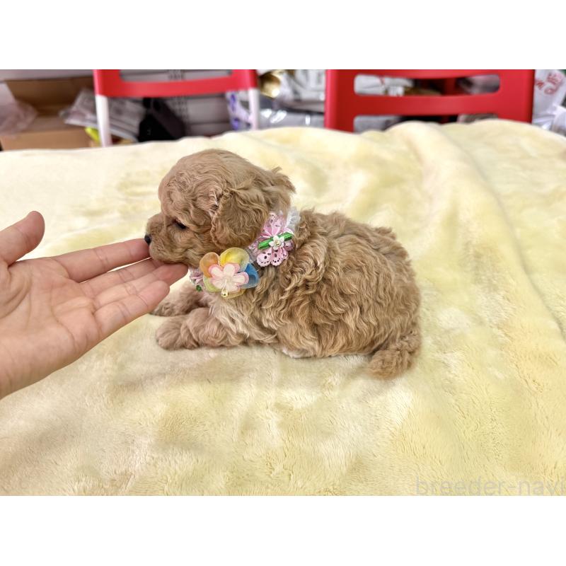 販売中の愛知県のトイプードル-398336の4枚目