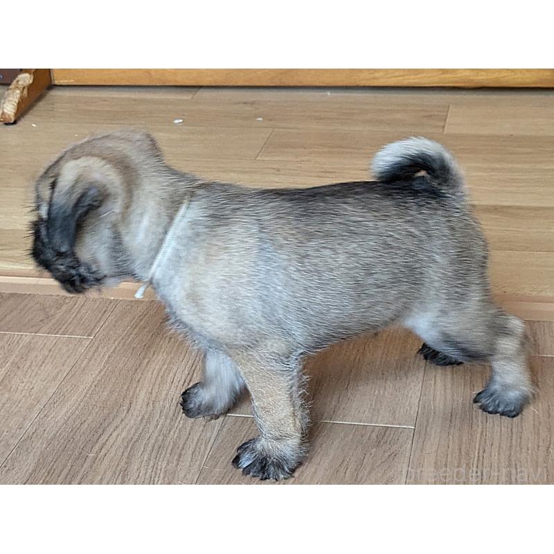成約済の茨城県のミックス犬-397280の5枚目