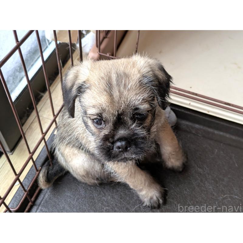 成約済の茨城県のミックス犬-397280の4枚目