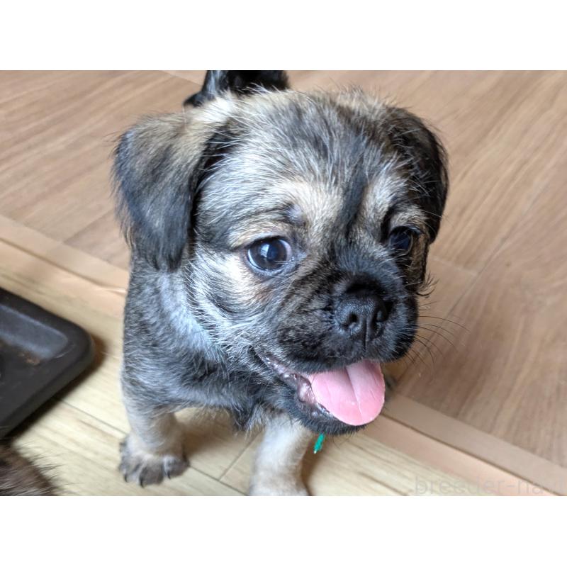 成約済の茨城県のミックス犬-397274の4枚目