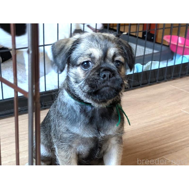 成約済の茨城県のミックス犬-397274の3枚目